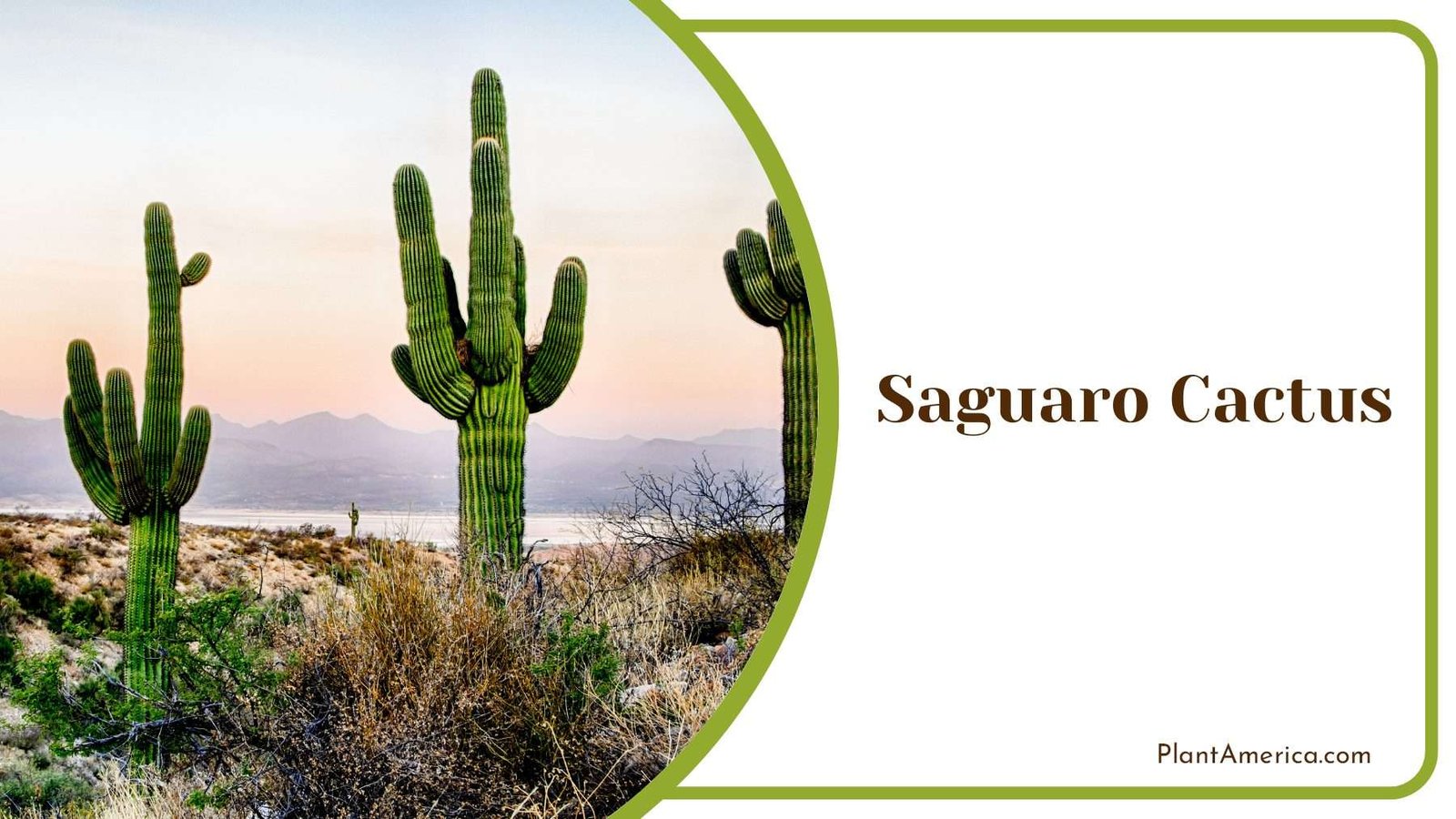 Saguaro Cactus Medium Size Plant America