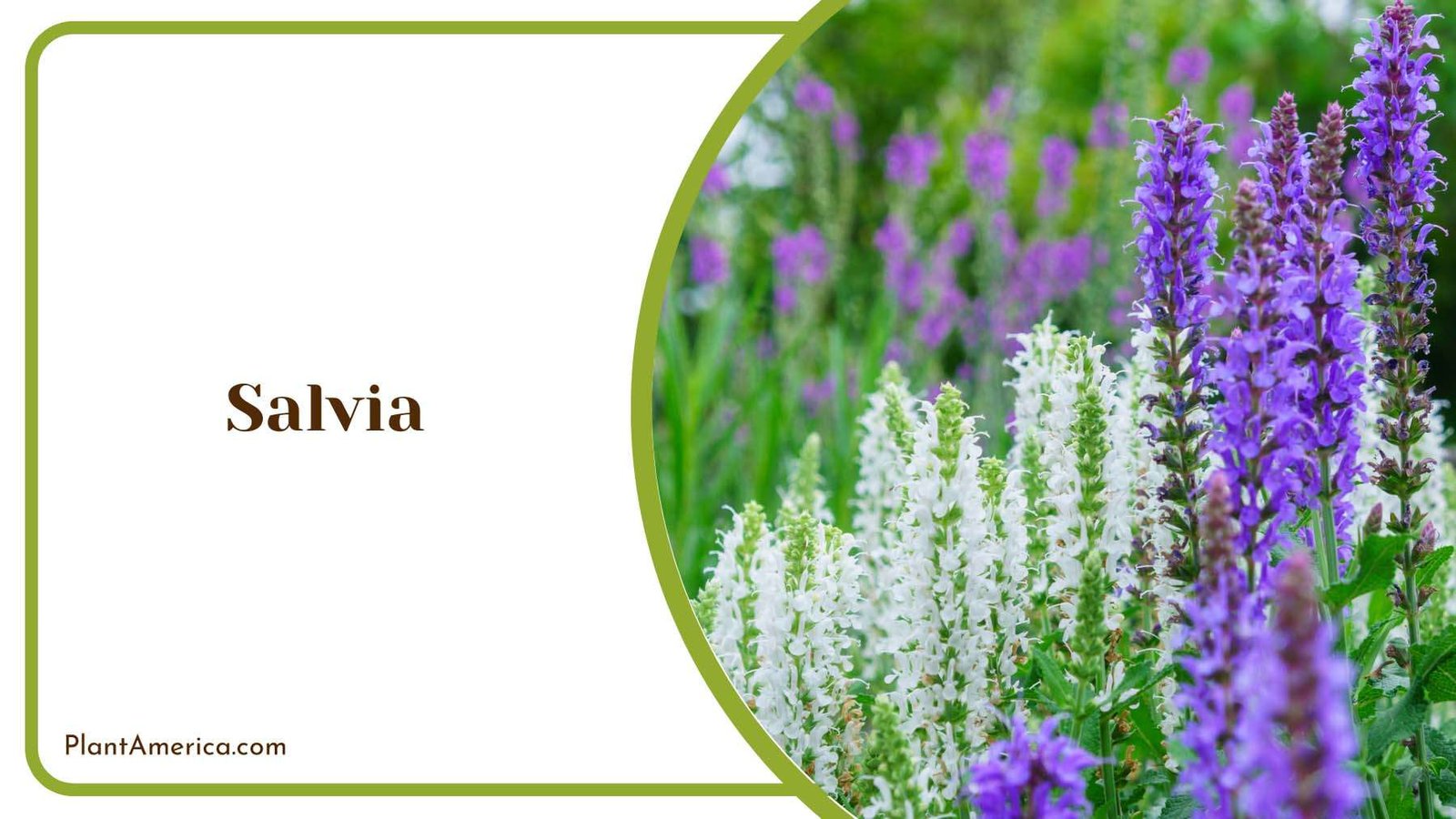 Salvia Medium Size Plant America Salvia Medium Size Plant America