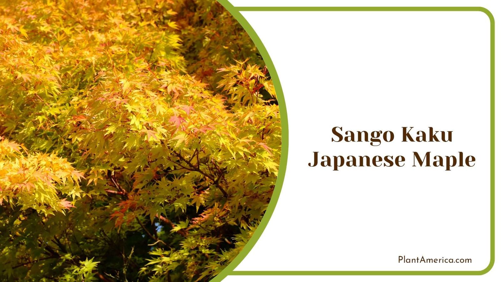 Sango Kaku Japanese Maple PlantAmerica Sango Kaku Japanese Maple PlantAmerica