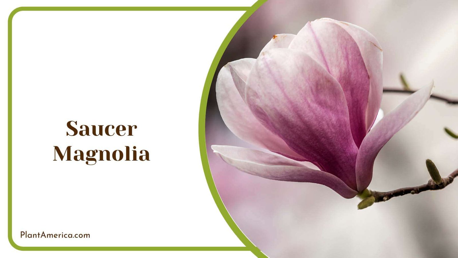 Saucer Magnolia Flower Plant America Saucer Magnolia Flower Plant America