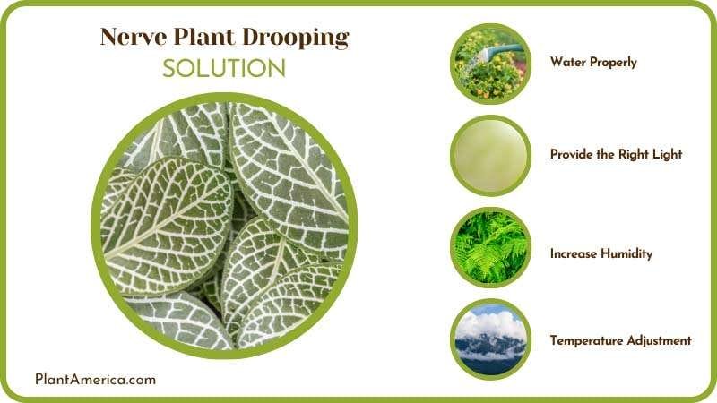 Save Nerve Plant From Drooping Plant America