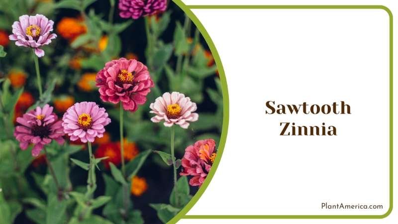 Sawtooth Zinnia Blooms Plant America