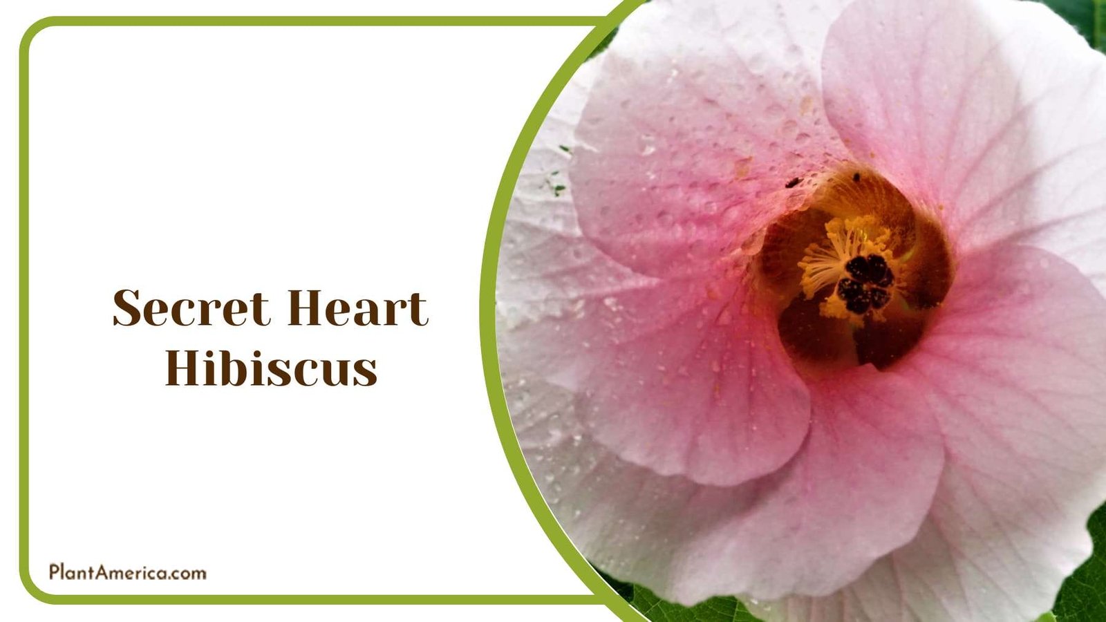 Secret Heart Hibiscus Soft Colored Plant America