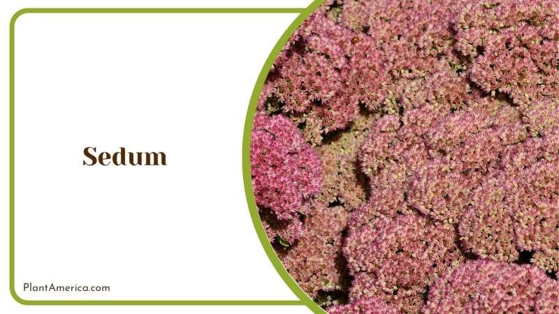 Sedum Fleshy Foliage Plant America