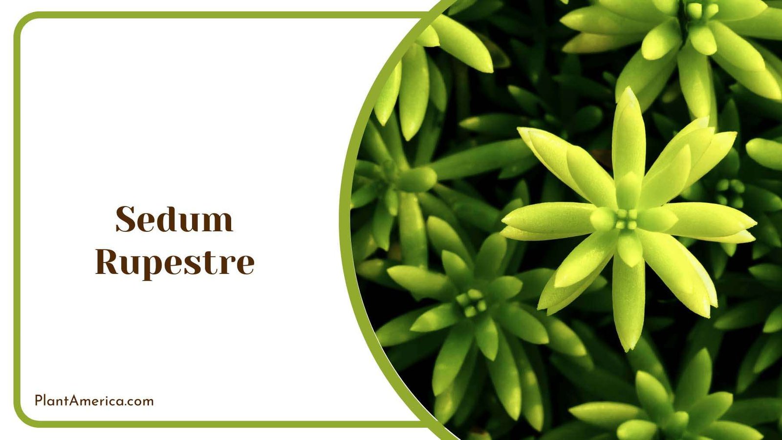Sedum Rupestre Medium Size Plant America