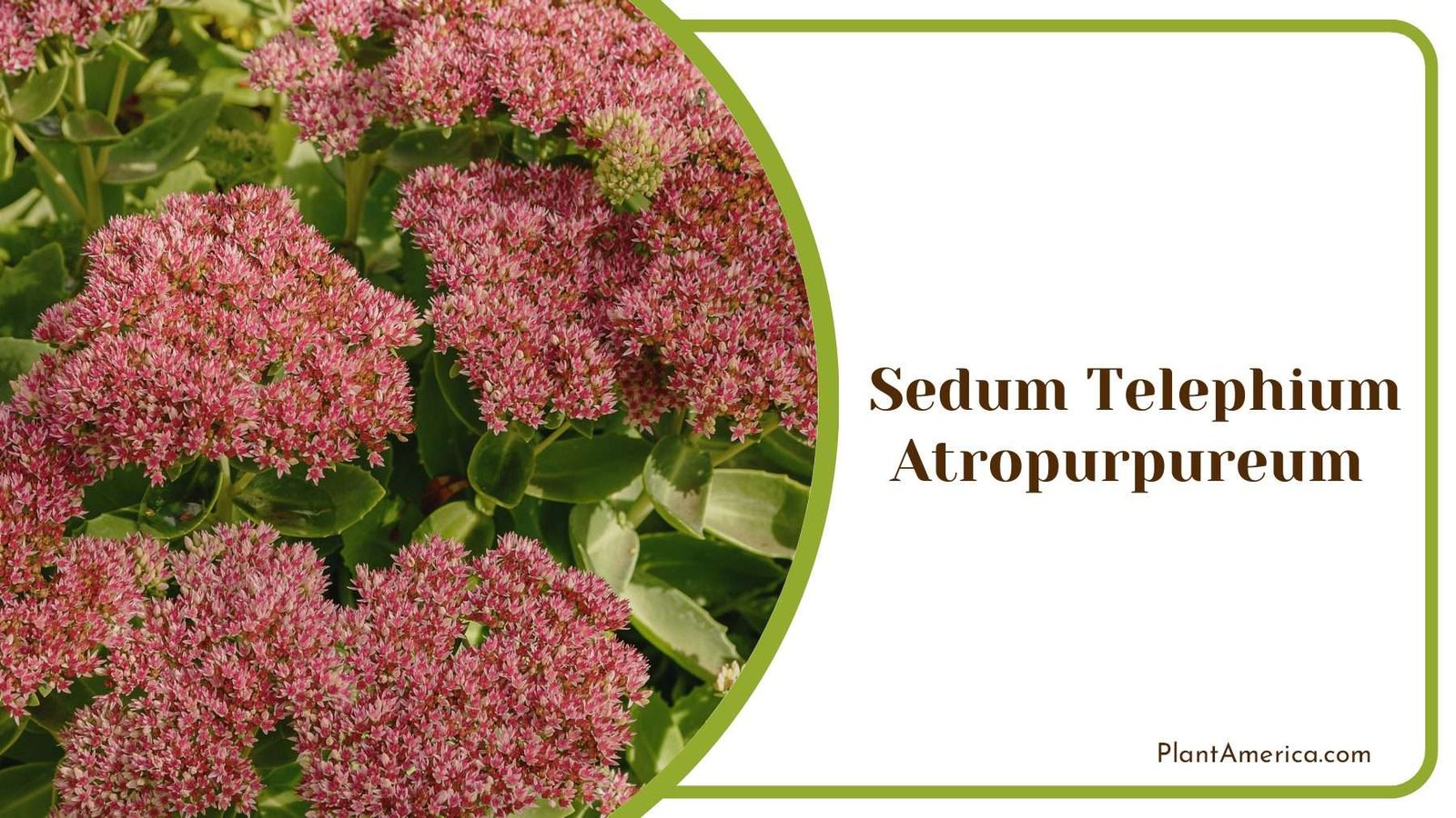 Sedum Telephium Atropurpureum Plant America