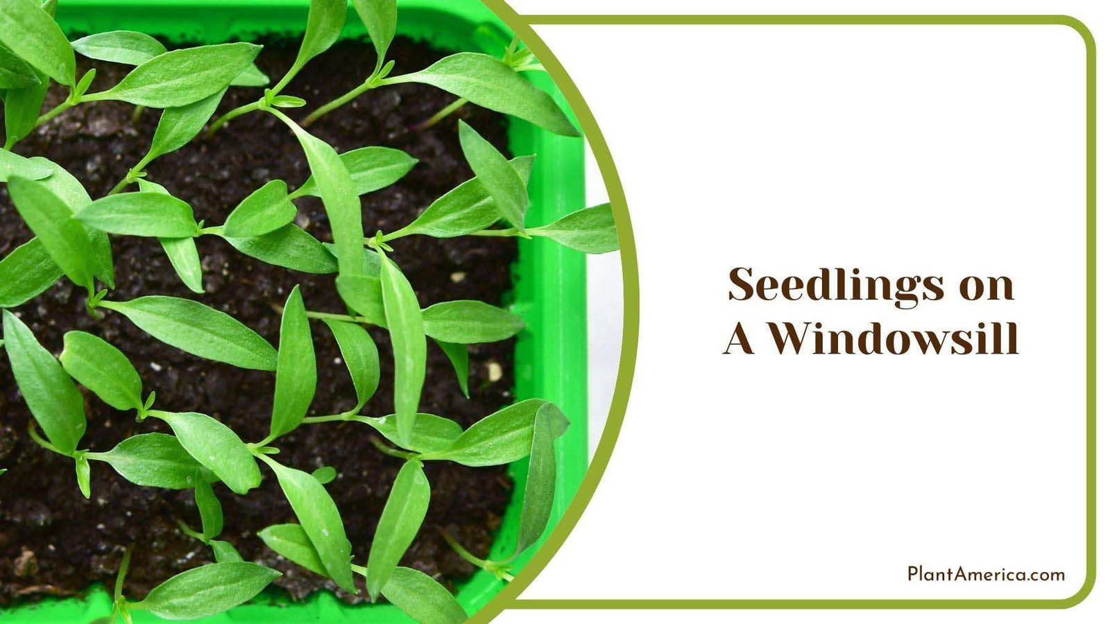 Seedlings on a Windowsill Plant America Seedlings on a Windowsill Plant America