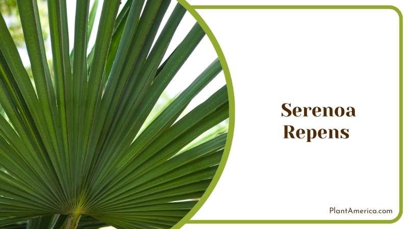 Serenoa Repens Leaves Plant America