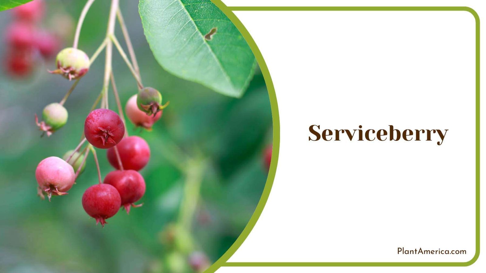 Serviceberry On A Branch Plant America