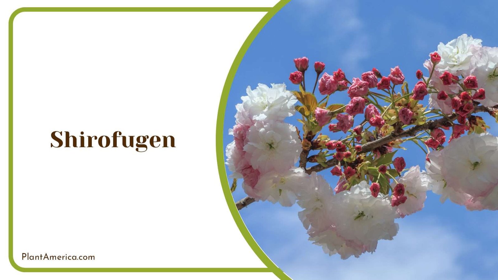 Shirofugen On Sunlight PlantAmerica