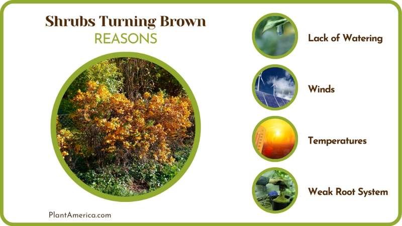 Shrubs Turning Brown Causes Plant America