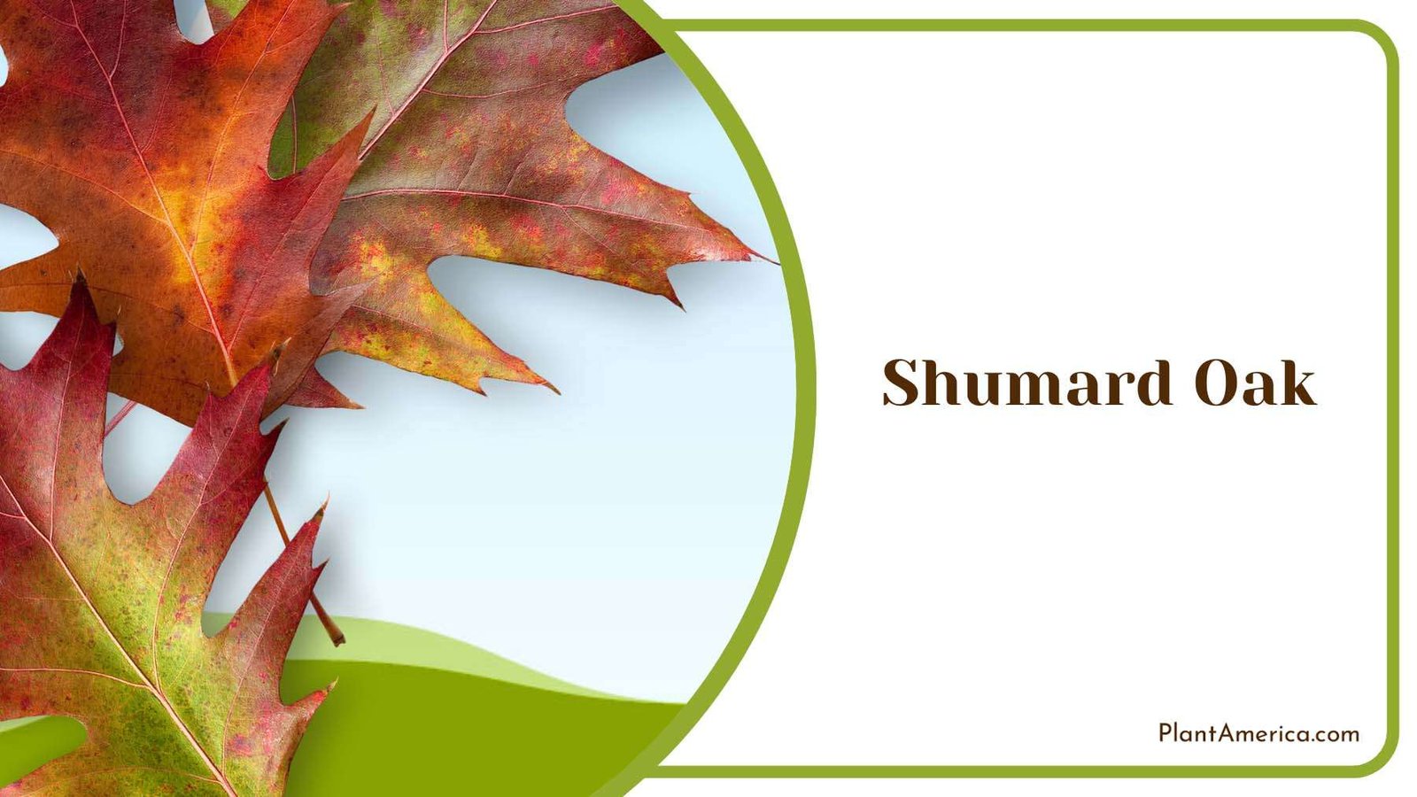 Shumard Oak Colourful Plant America