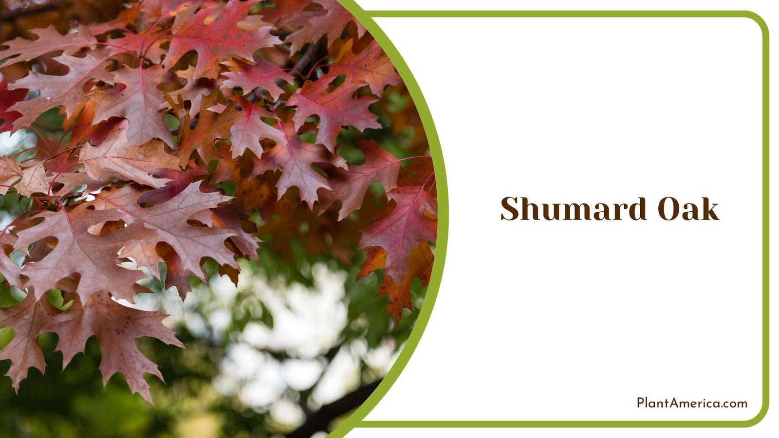 Shumard Oak In Wildlife Landscape Plant America