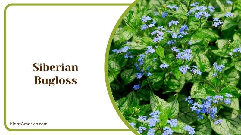 Siberian Bugloss Heart Shaped Leaves Plant America