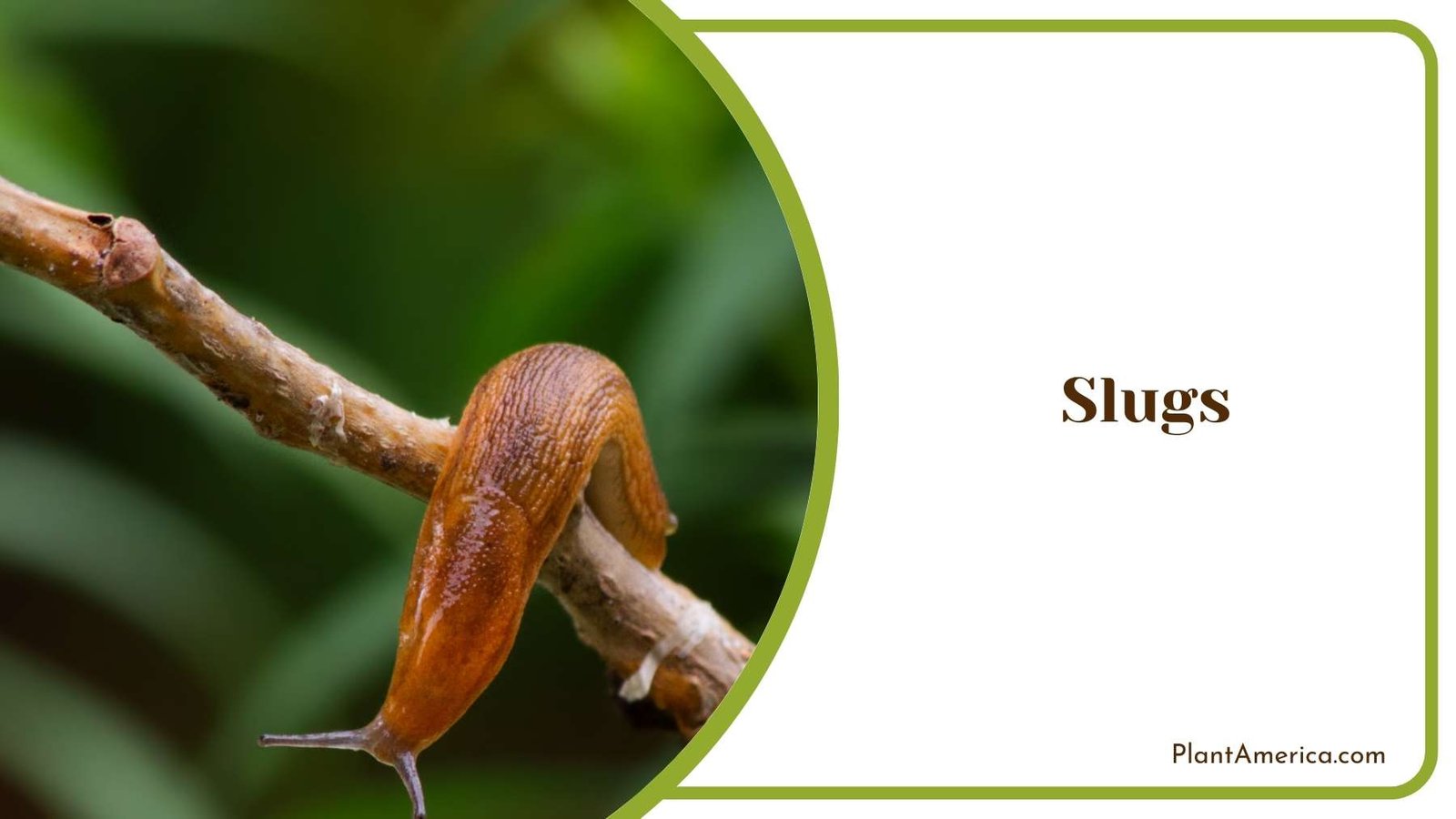 Slugs In Nature Plant America