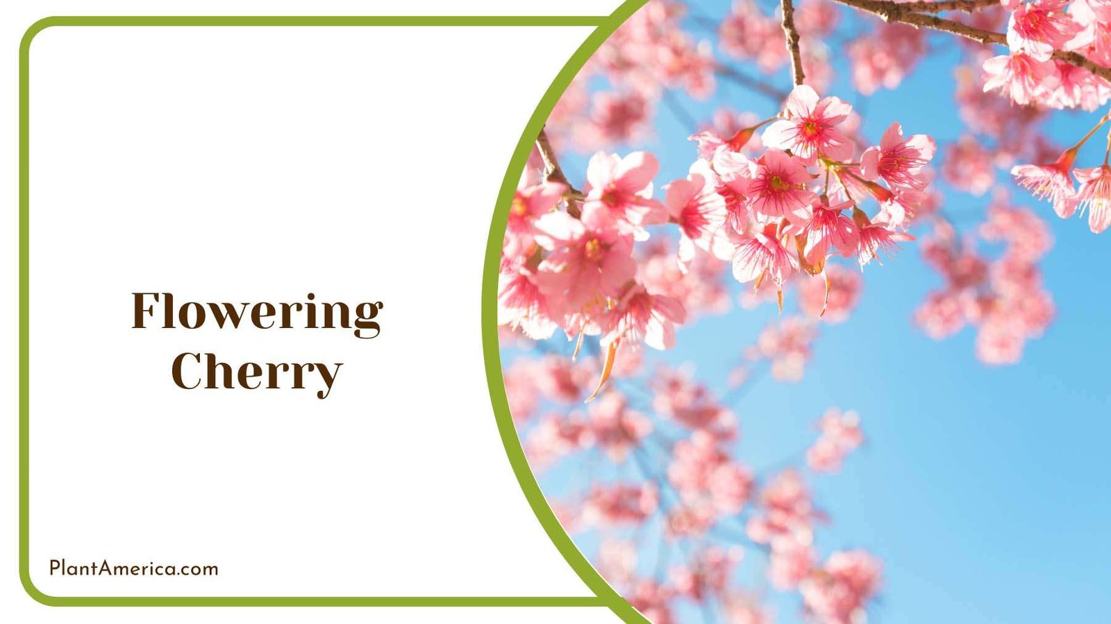 Small Flowering Cherry Plant America