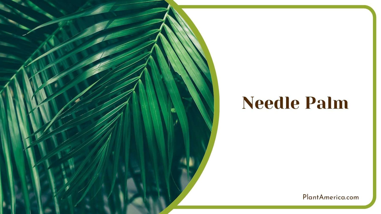 Small Needle Palm Plant America Small Needle Palm Plant America