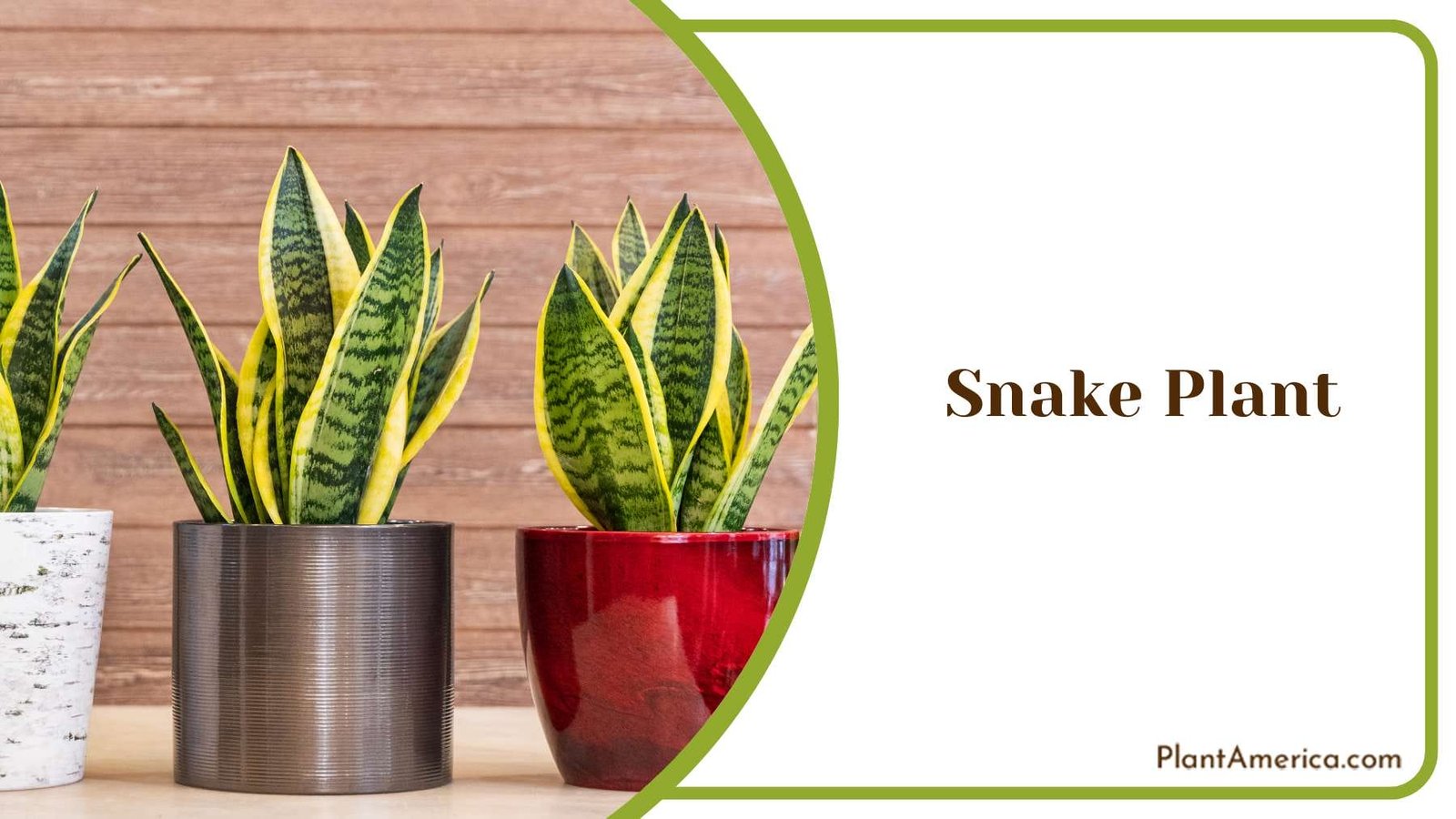 Snake Plant Beauty Home Decor Plant America
