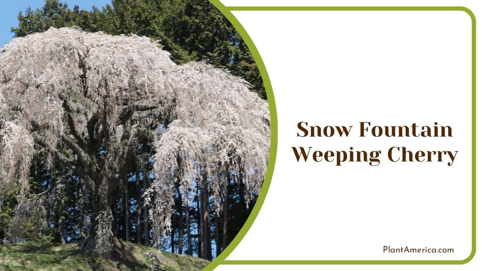 Snow Fountain Weeping Cherry PlantAmerica