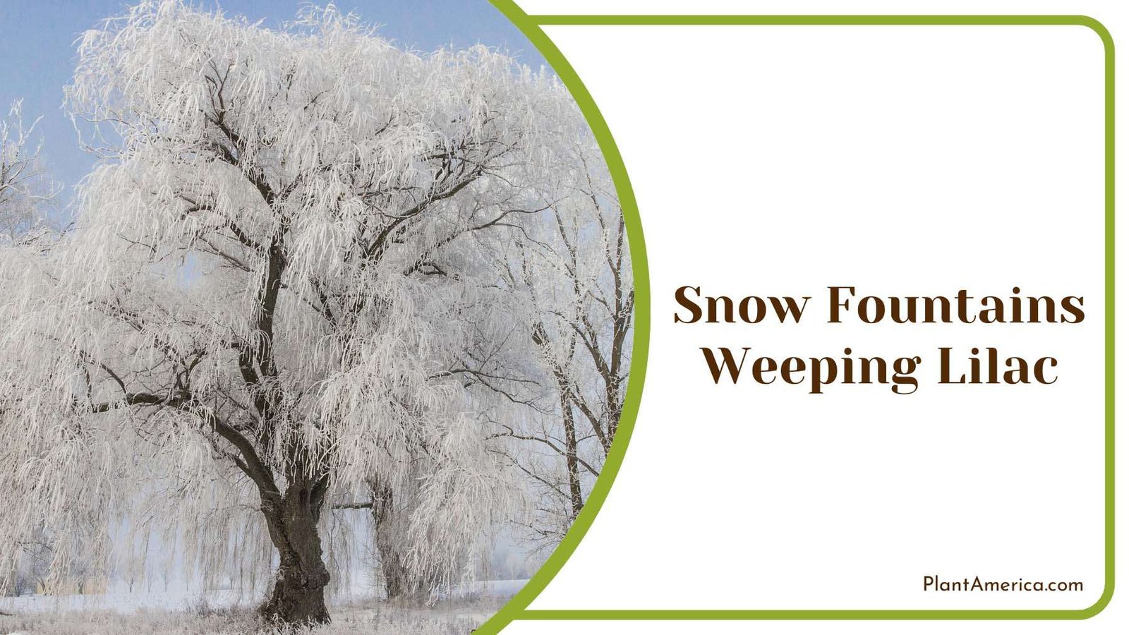 Snow Fountains Weeping Lilac Plant America