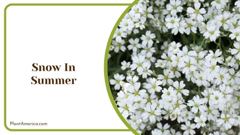 Snow In Summer Plant America