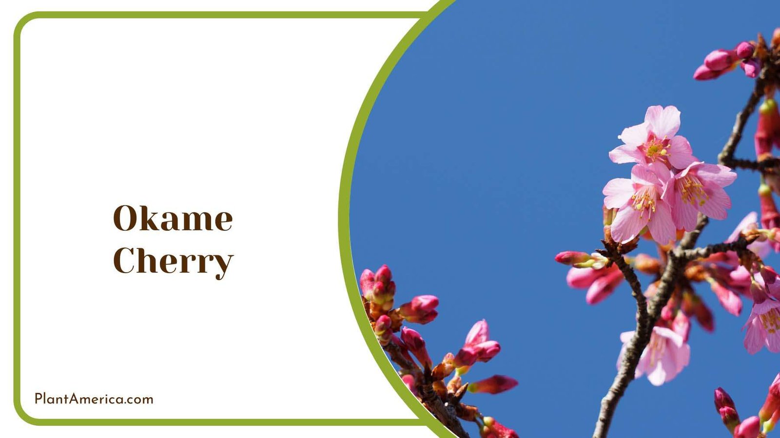 Soft Blooms Okame Cherry Plant America Soft Blooms Okame Cherry Plant America