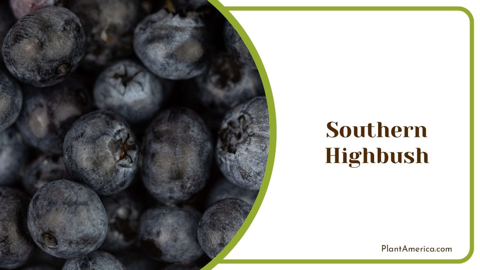 Southern Highbush Blueberries Plant America