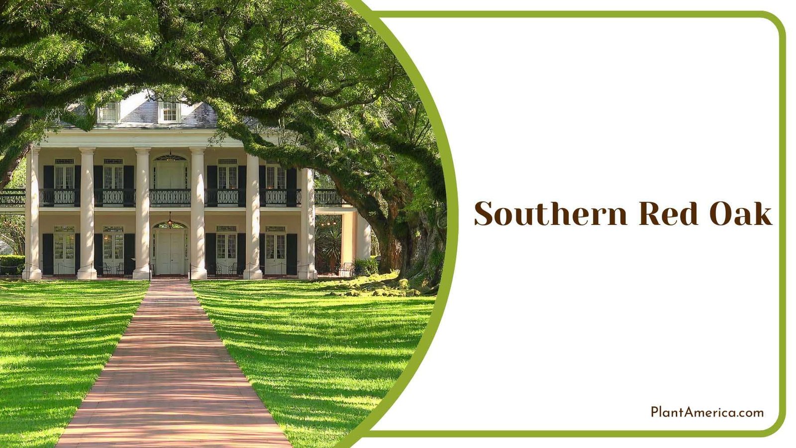 Southern Red Oak Shade Backyard Plant America