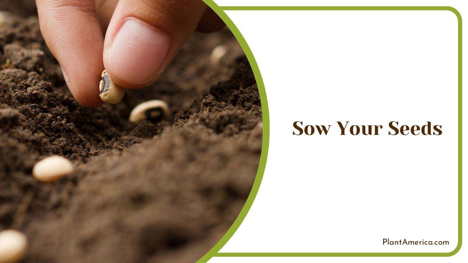 Sow Seeds Indoor Plant America Sow Seeds Indoor Plant America