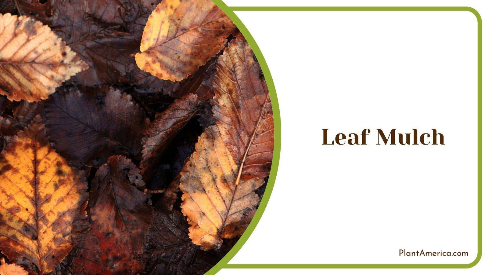 Specific Needs of Leaf Mulch Plant America