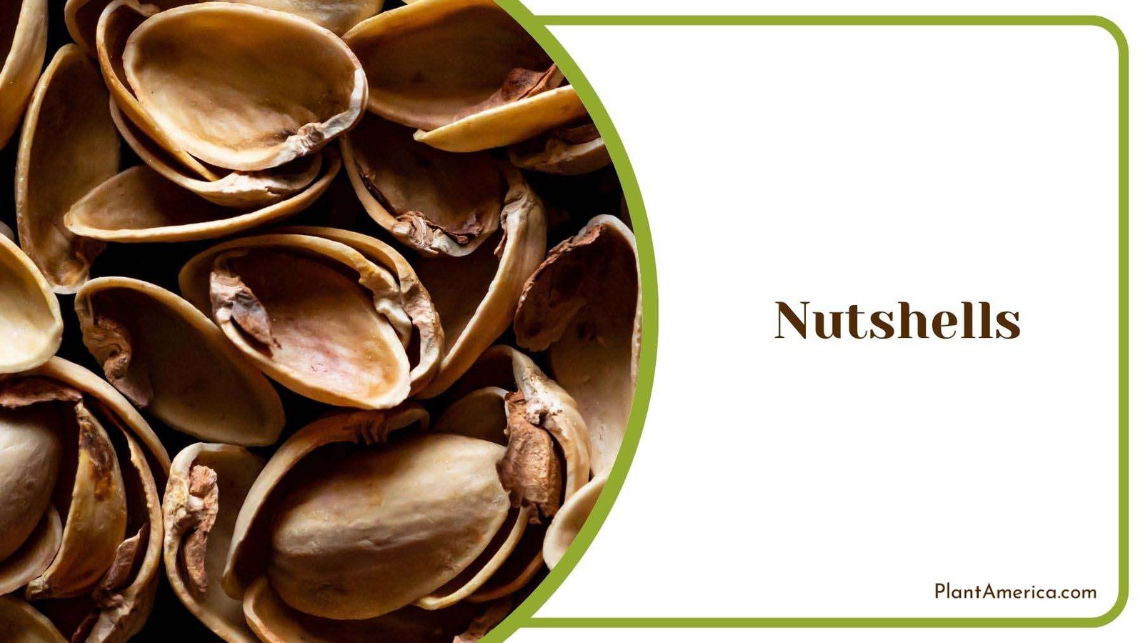 Specific Needs of Nutshells Plant America