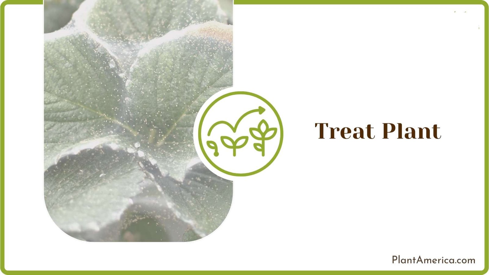 Spider Mite Infestation on Calathea ~ Plant America Spider Mite Infestation on Calathea ~ Plant America