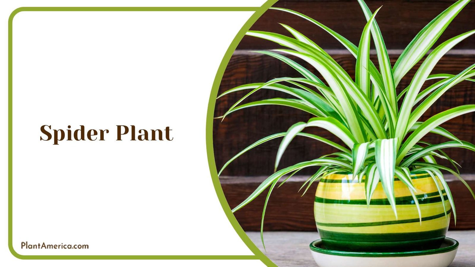 Spider Plant In Colourful Pot Plant America