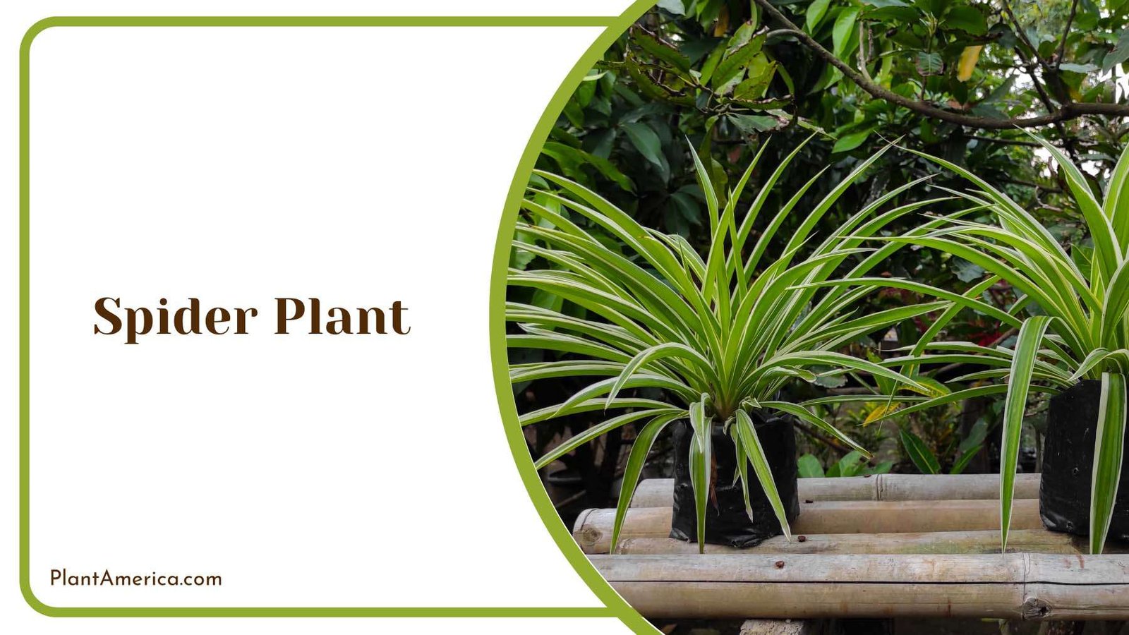 Spider Plant Medium Size Plant America