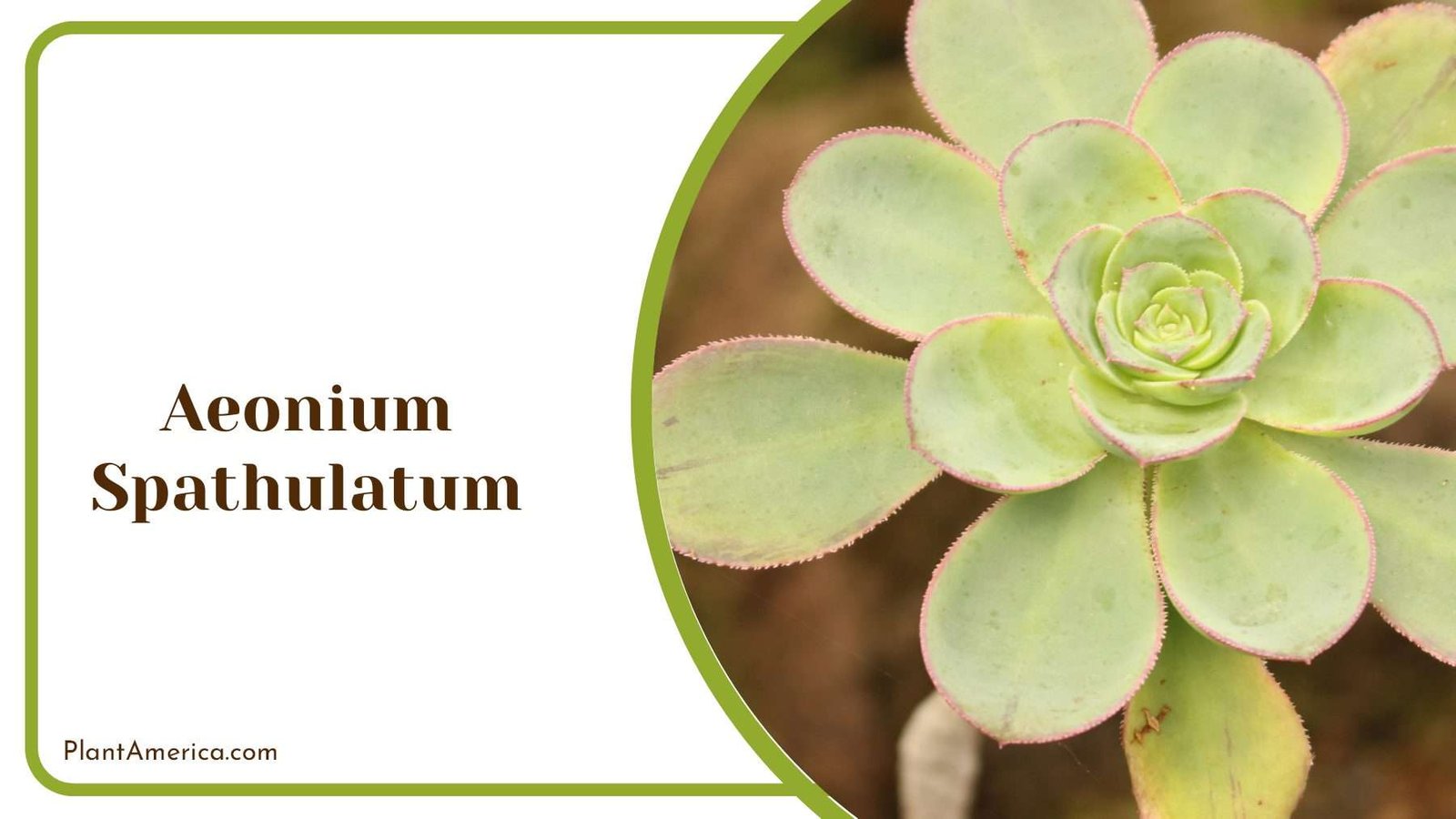 Spooned Aeonium Spathulatum Plant America