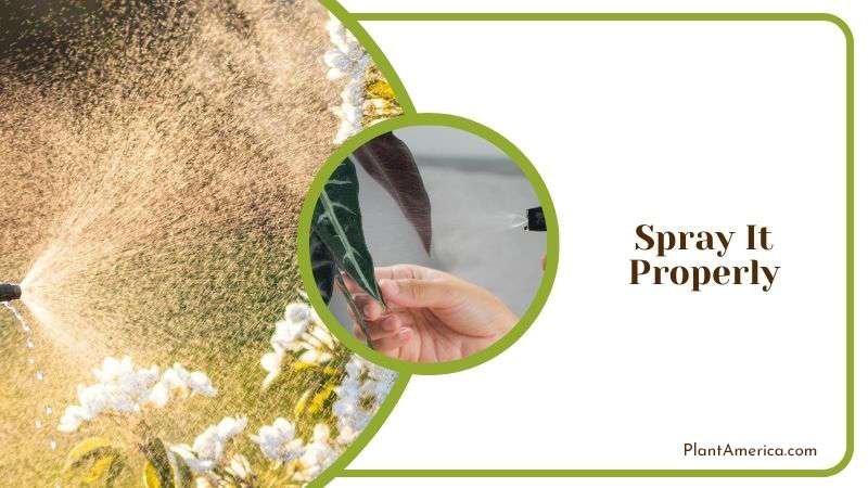 Spraying Diatomaceous Earth Plant America