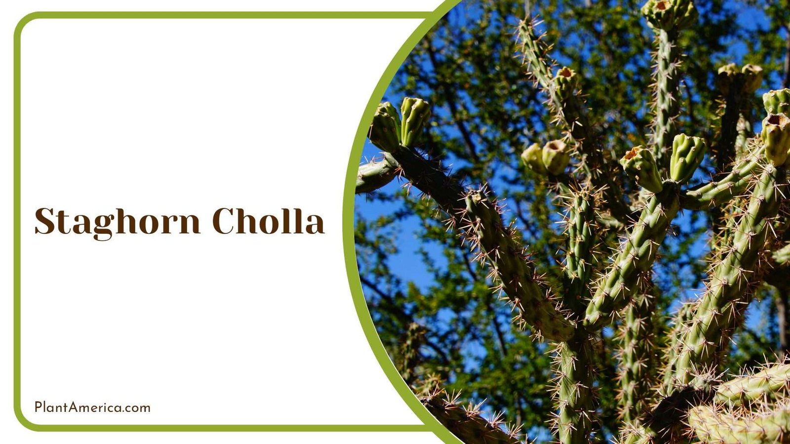 Staghorn Cholla Branching Spines Plant America