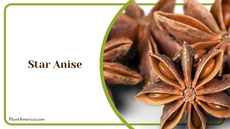 Star Anise Plant Plant America