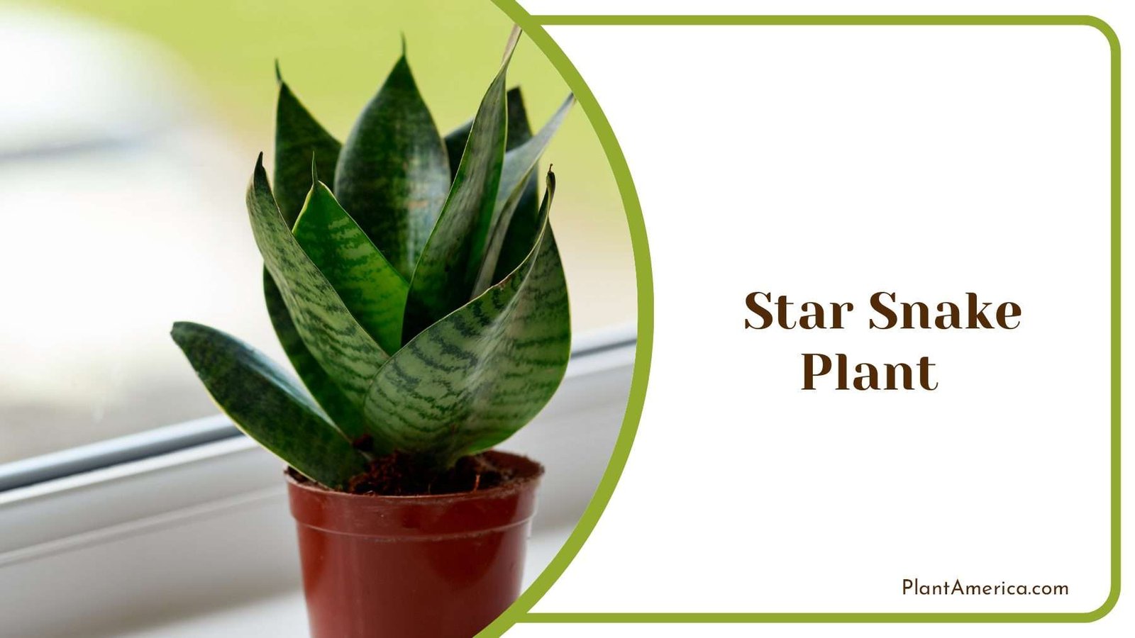 Star Snake Plant In Sunlight PlantAmerica