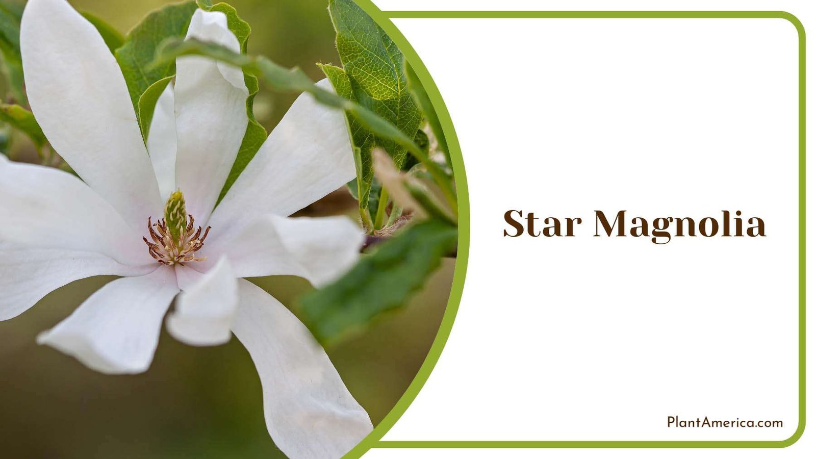 Star White Magnolia Plant America
