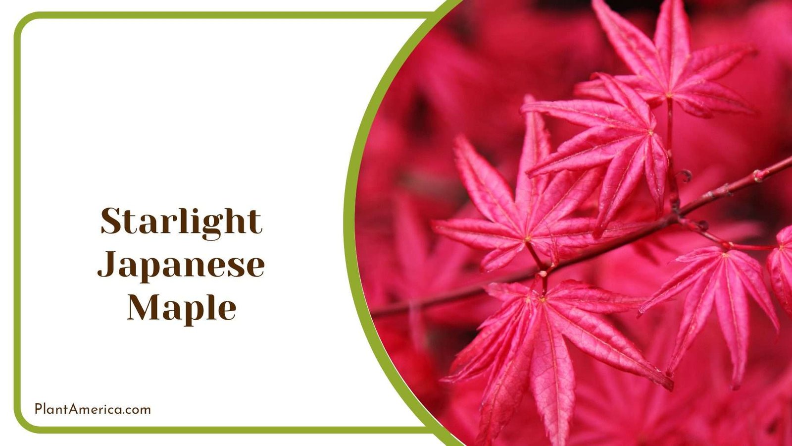 Starlight Japanese Maple PlantAmerica