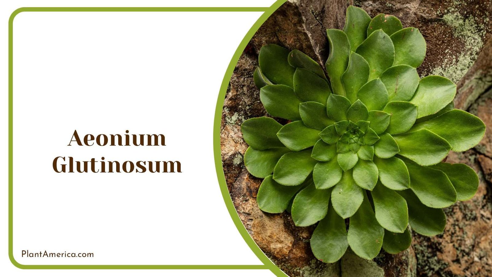Sticky Aeonium Glutinosum Plant America