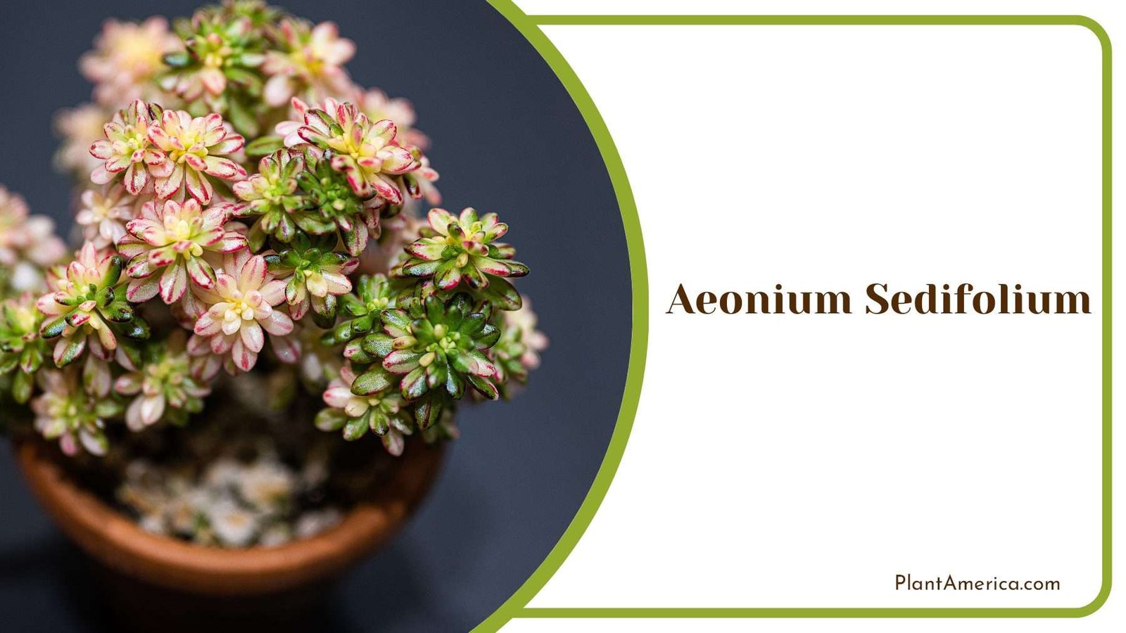 Stonecrop Aeonium Sedifolium Plant America