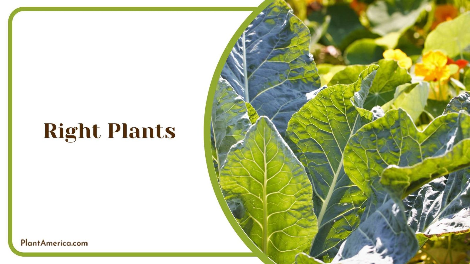 Strawberry Companion Plants PlantAmerica Strawberry Companion Plants PlantAmerica