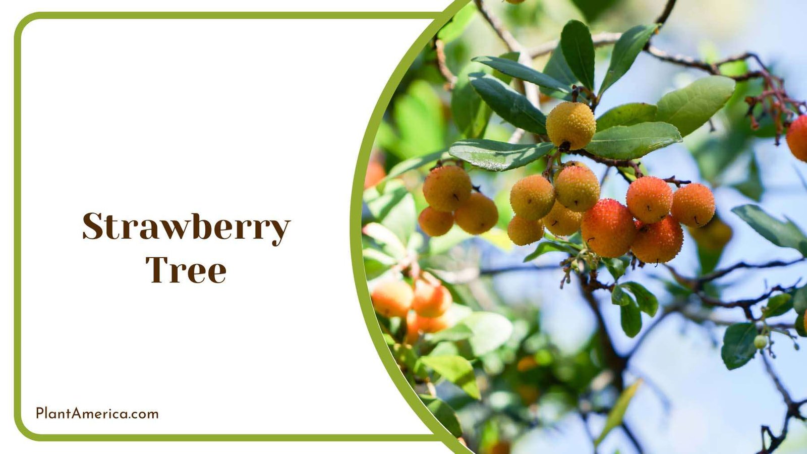 Strawberry Tree In Home Garden Plant America