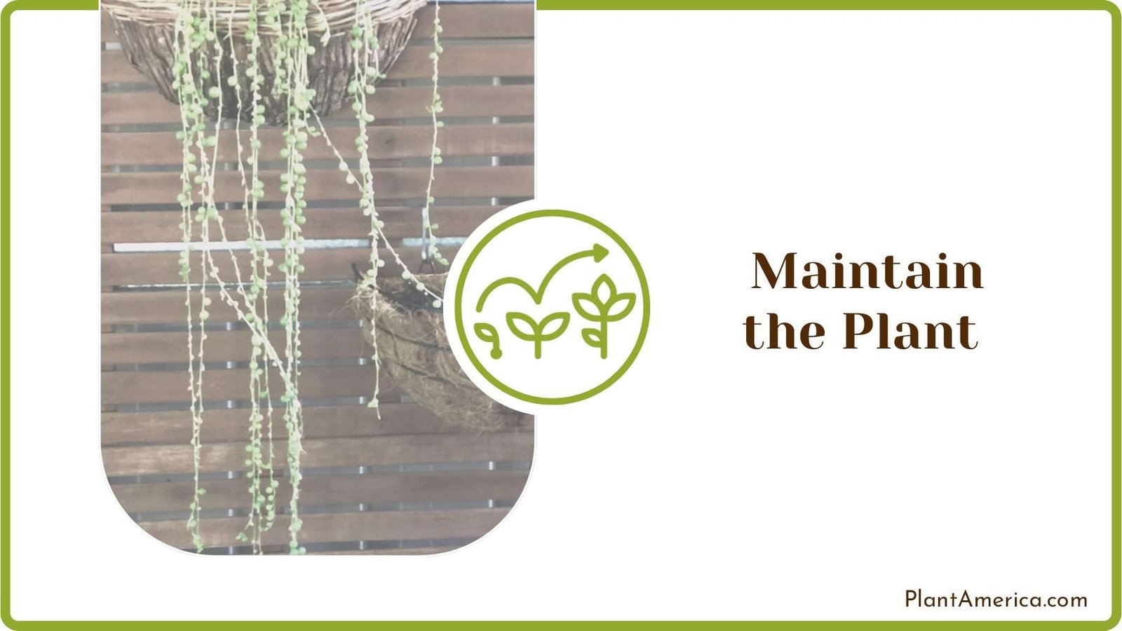 String of Pearls Plant Care
