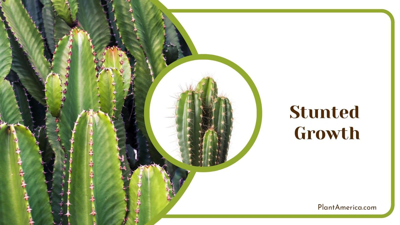 Stunted Growth of Cactus Plant America