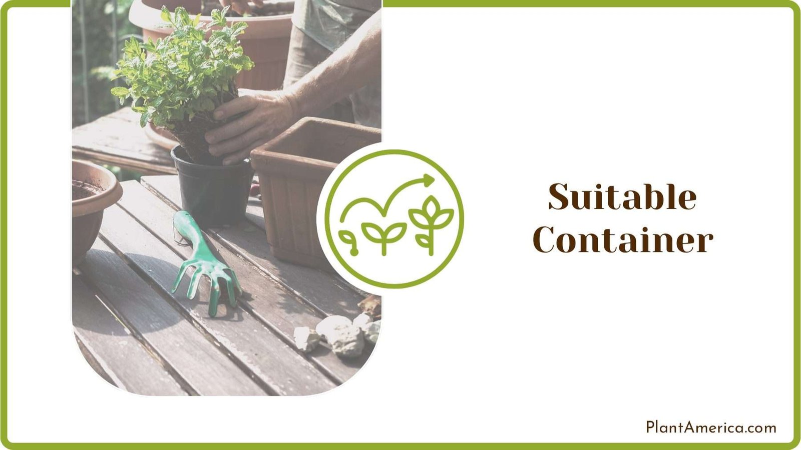 Suitable Container for Repotting Plant America