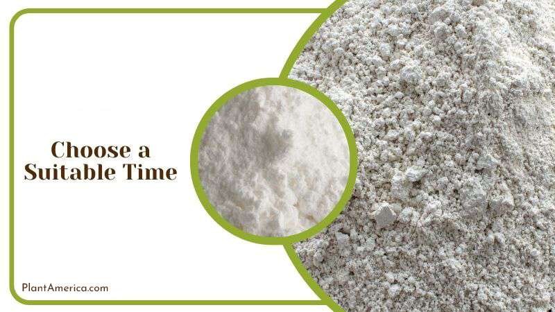 Suitable Time To Use Dry Diatomaceous Earth Plant America