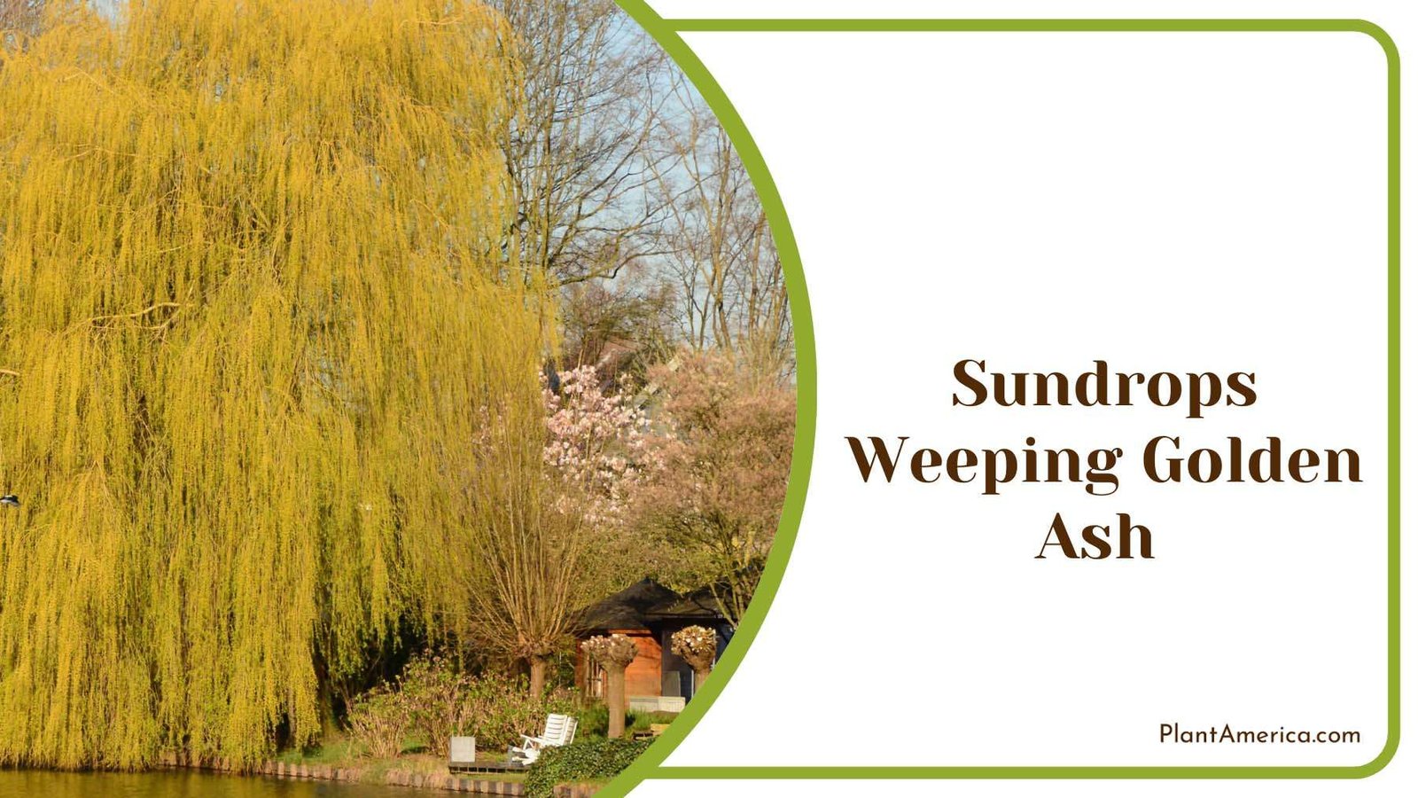 Sundrops Weeping Golden Ash Plant America